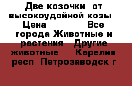 Две козочки  от высокоудойной козы › Цена ­ 20 000 - Все города Животные и растения » Другие животные   . Карелия респ.,Петрозаводск г.